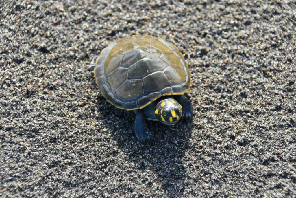 Turtles - Canva - Kaushik Mahadevan Turtle Taricaya | Iquitos | Peru
